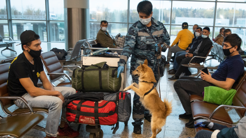 俄羅斯嗅探犬在機場幫助識別新冠病毒 俄羅斯嗅探犬在機場幫助識別新冠病毒