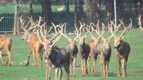 麋鹿——皇家獵物的「前世今生」 麋鹿——皇家獵物的「前世今生」