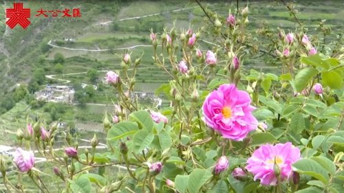 四川高原開出「扶貧花」 一朵玫瑰致富千萬家 四川高原開出「扶貧花」 一朵玫瑰致富千萬家