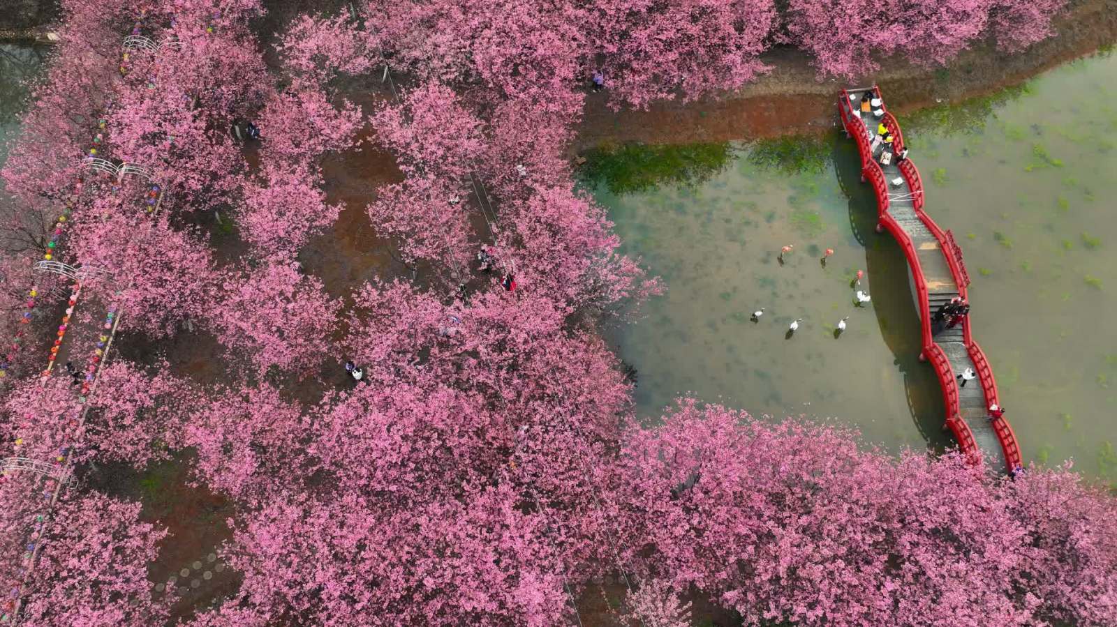 湖南常寧：櫻花盛放滿眼春