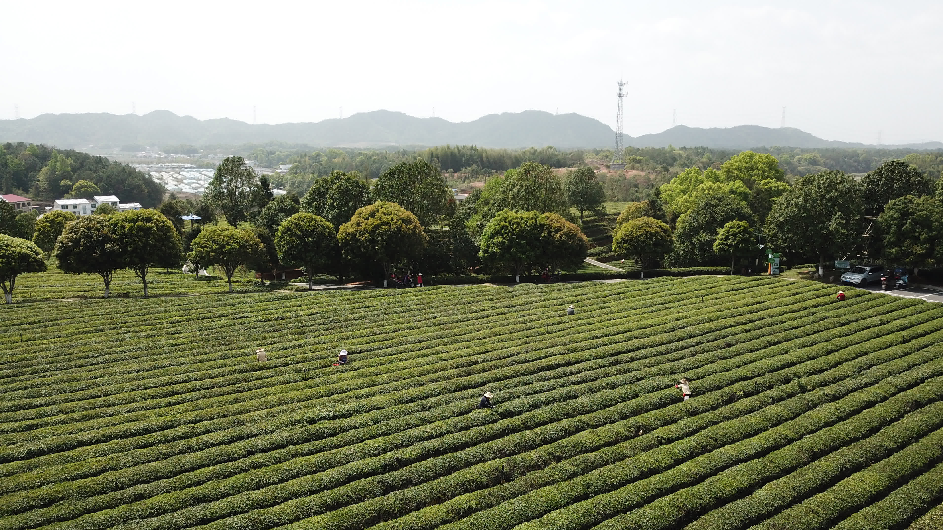  4月7日，茶農在湖南省長沙市長沙縣金井鎮的金井茶旅融合產業園採茶（無人機照片）。 （新華社）