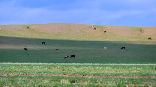 內蒙古草原陸續進入返青期：綠草如毯風景如畫