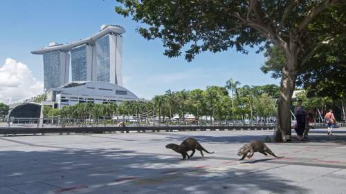 新加坡：鬧市中的水獺