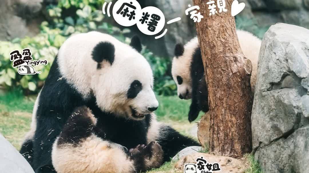 大熊貓最新情報公開！龍鳳胎重逾16公斤　細佬好動家姐愛獨處