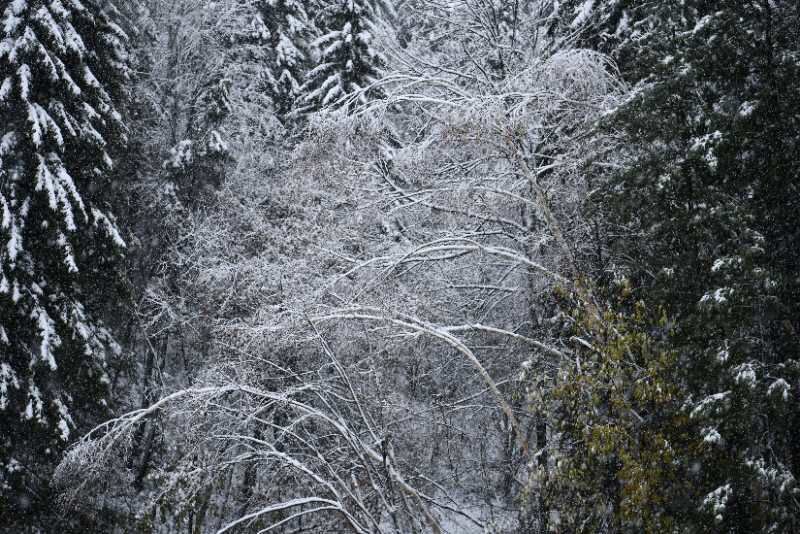 大公文匯全媒體記者于海江哈爾濱報道：金秋十月，本是五花山色賞秋時節，而在中國雪鄉卻迎來首場降雪。據瞭解，中國雪鄉自4日下午開始降雪，持續至5日中午，積雪最深處有10公分，而亞雪公路處已達50公分，秋意正濃的亞雪公路由五花山色瞬間秒變銀裝素裹，玉樹瓊枝。
随着冷空气的来袭，10月4号龙江森工林区凤凰山、雪乡亚雪驿站等多个景区迎来了今年入秋以来的首场降雪。（受訪者供圖）