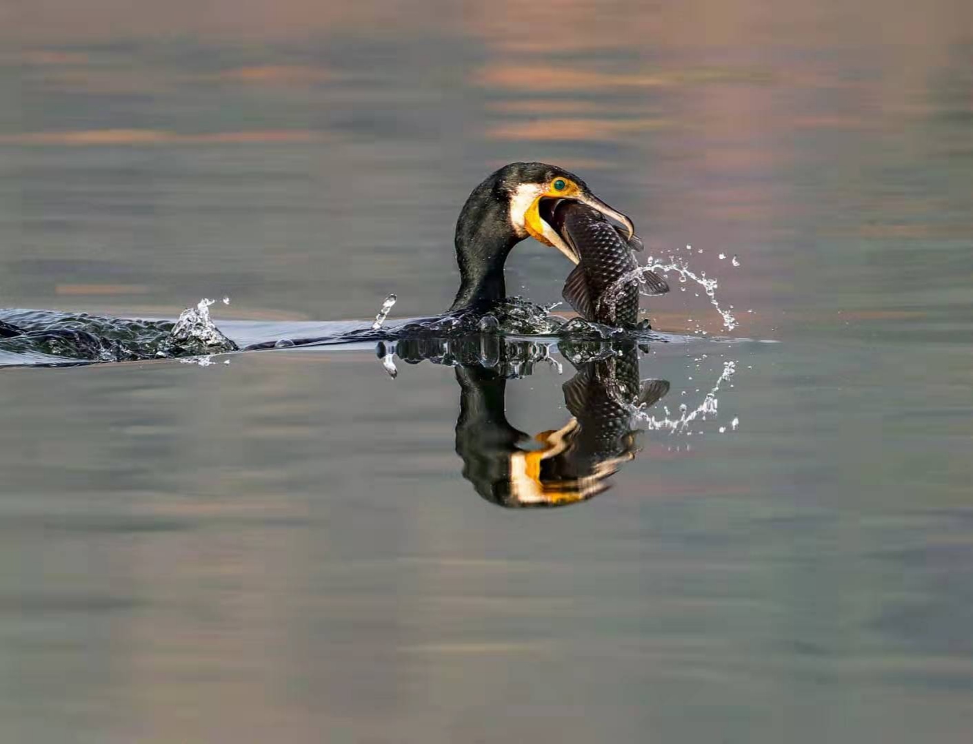 西湖邊每年有四大冬候鳥，按照來的早晚順序，分別是鸕茲、鴛鴦、織女銀鷗、普通秋沙鴨。每年都會從北方飛來杭州過冬，春天再飛回北方繁殖。圖為鸕茲捕魚精彩瞬間。（受訪者毛建平 攝）