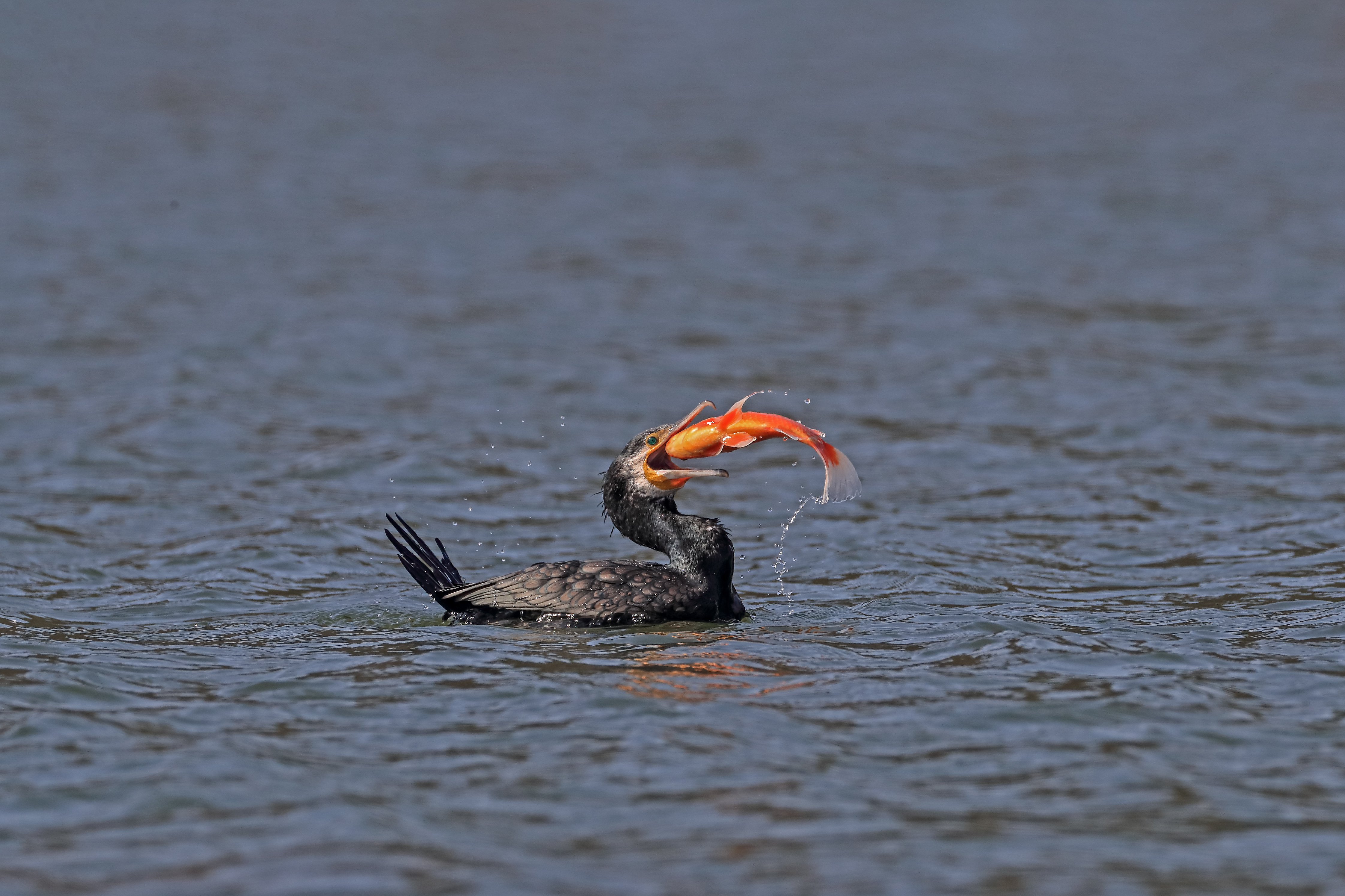每年的九月至來年的三月，大量以魚為生的自然界候鳥鸕茲，前來過冬，當下杭州西湖邊的四大冬候鳥已集結。圖為鸕茲的饕餮盛宴。 （受訪者毛建平 攝）