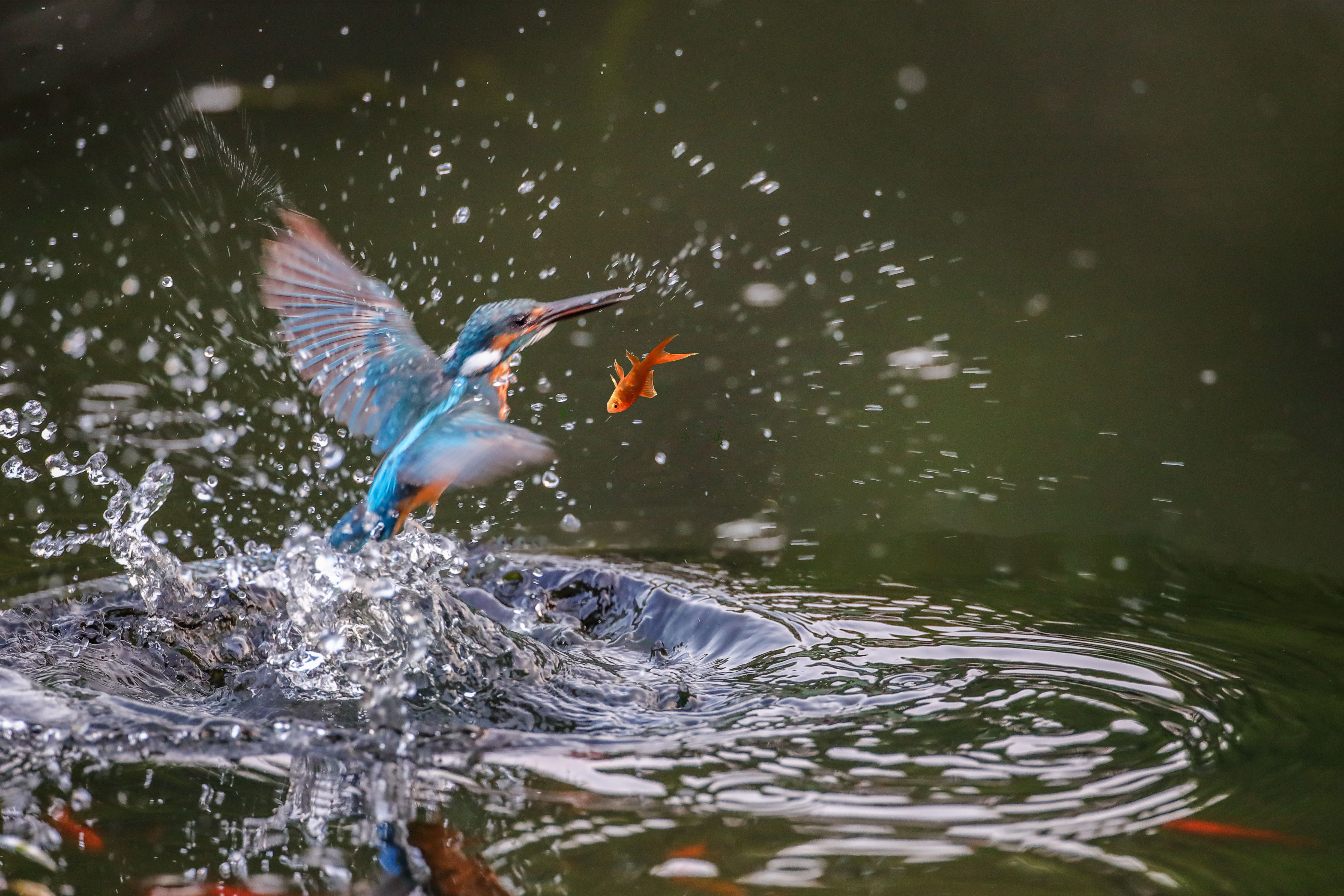 圖為翠鳥抓魚的瞬間。（受訪者毛建平 攝）