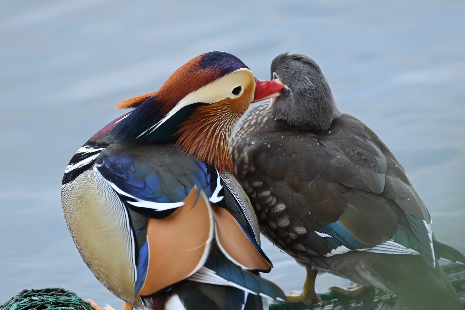 每天一早來西湖的拍鳥人很多是60歲以上的鳥友，毛建平從2016年就開始在西湖邊拍鳥，他和鳥友們建了一個「中國杭州攝鳥會友集結號」的微信群，已有近400人。圖為西湖的鴛鴦。（受訪者黃曙林 攝）