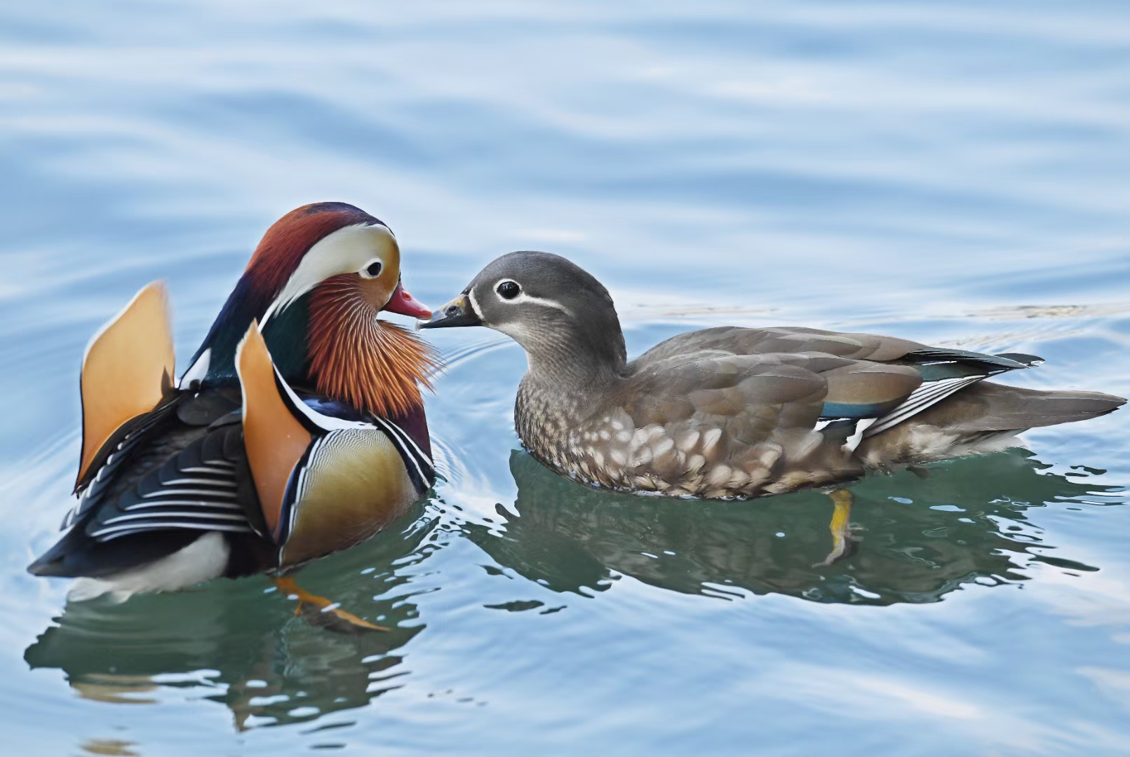 鴛鴦多出現在孤山周圍的水域，今年則在湖濱三公園一帶聚集了百隻以上的鴛鴦。隨着杭州氣候環境越來越好，食物豐富，不少鴛鴦也從候鳥變成了留鳥。圖為越冬的西湖鴛鴦。（受訪者黃曙林 攝）