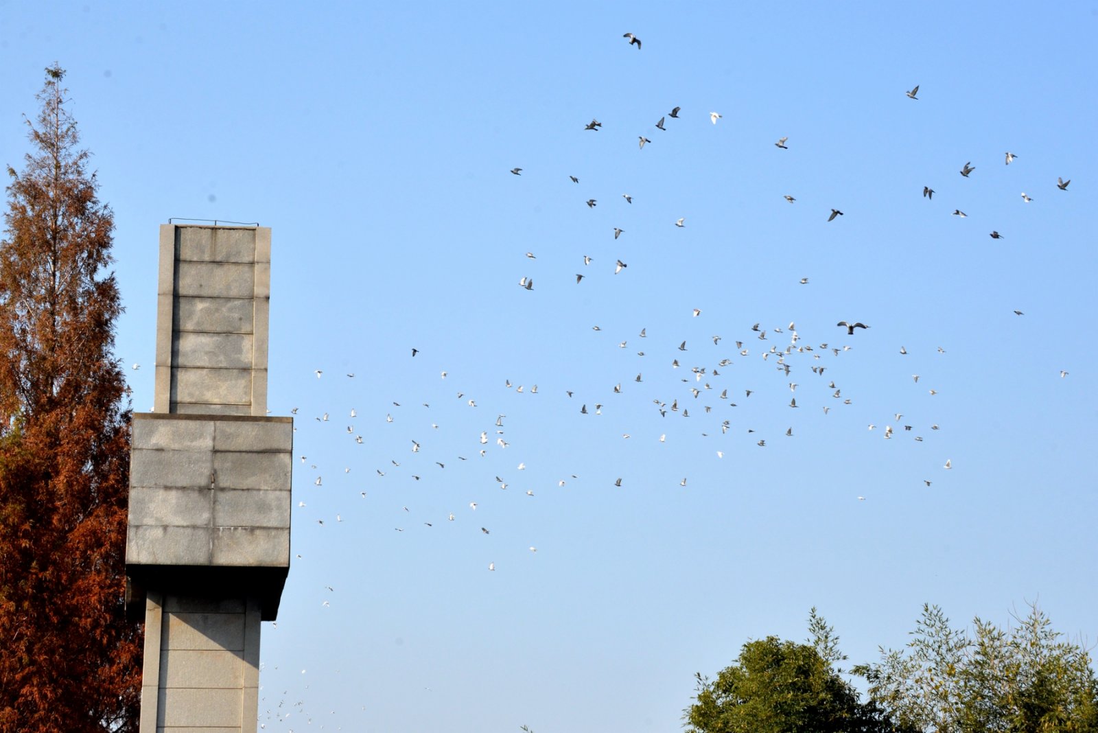 國家公祭儀式現場放飛和平鴿，祈求世界和平。（記者賀鵬飛攝）