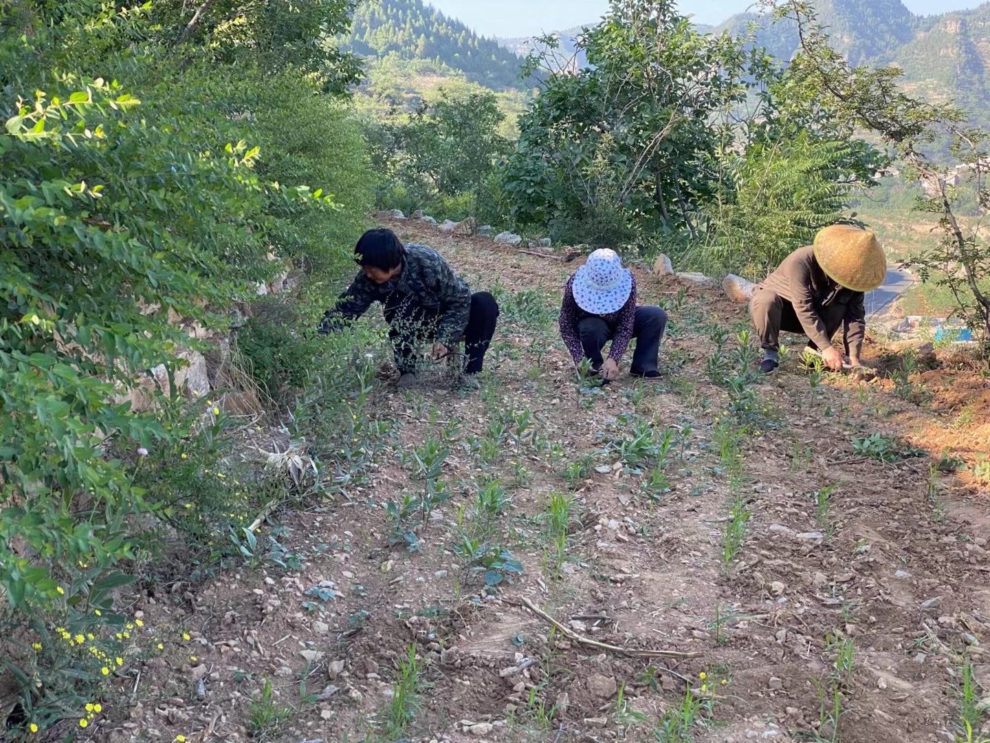 曹路勤（左）、熊米莎 （中）與曹巨雲互助勞動（香港文匯網記者 顧大鵬 攝）