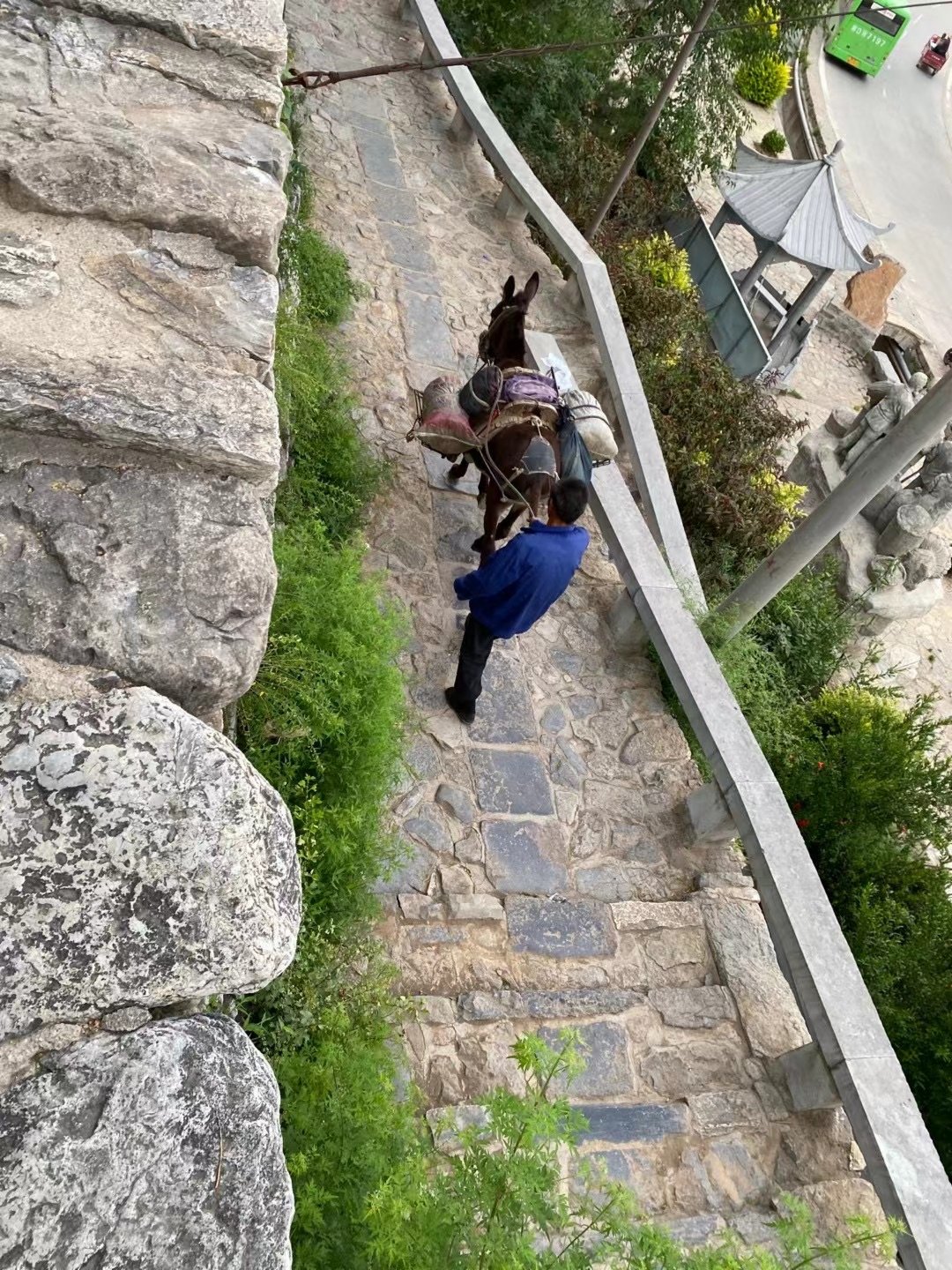 毛驢至今仍然是王金莊村的主要勞動力（香港文匯網記者 顧大鵬 攝）