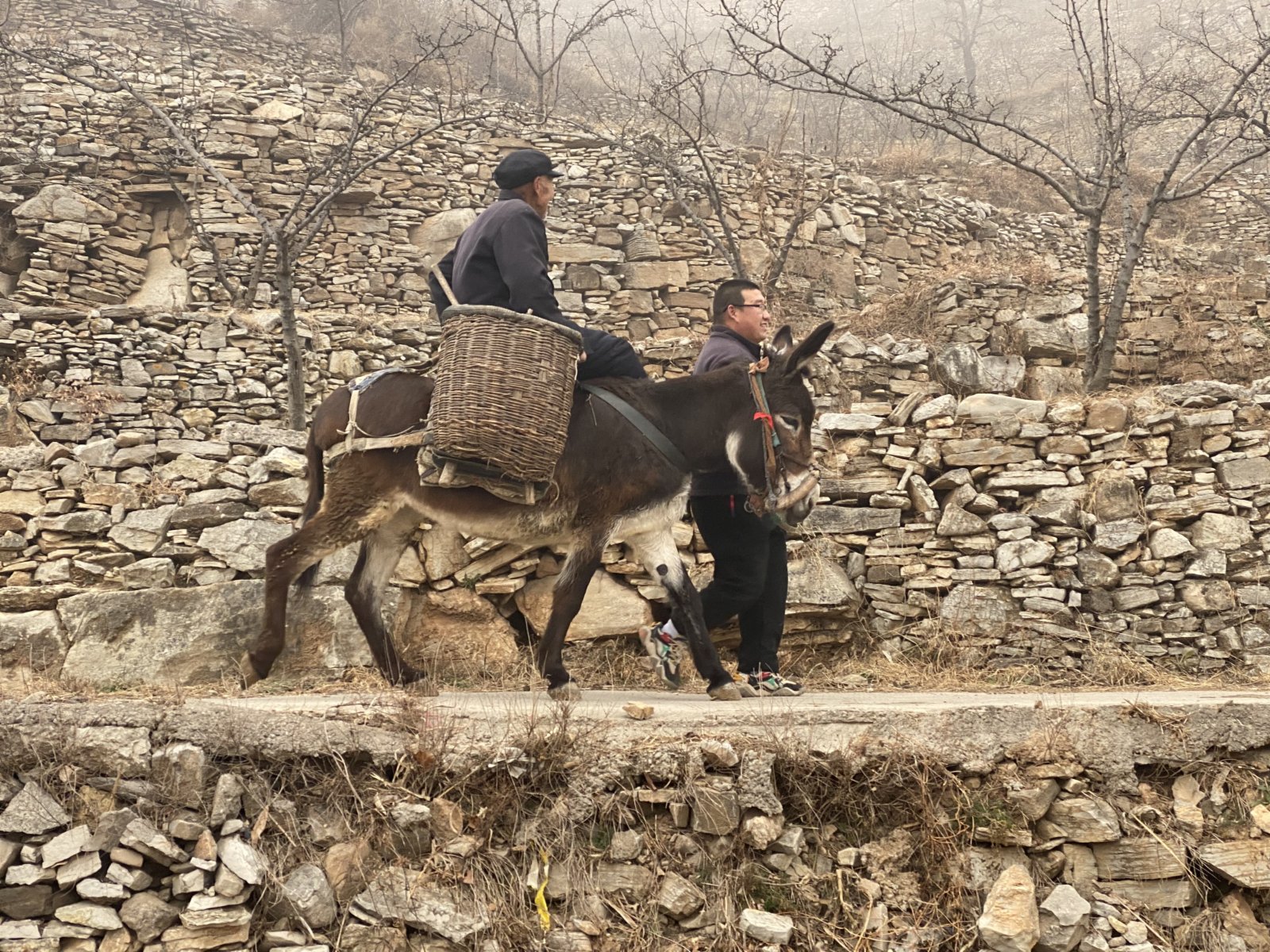 爺爺和孫子到地頭撿驢糞蛋（記者顧大鵬攝）