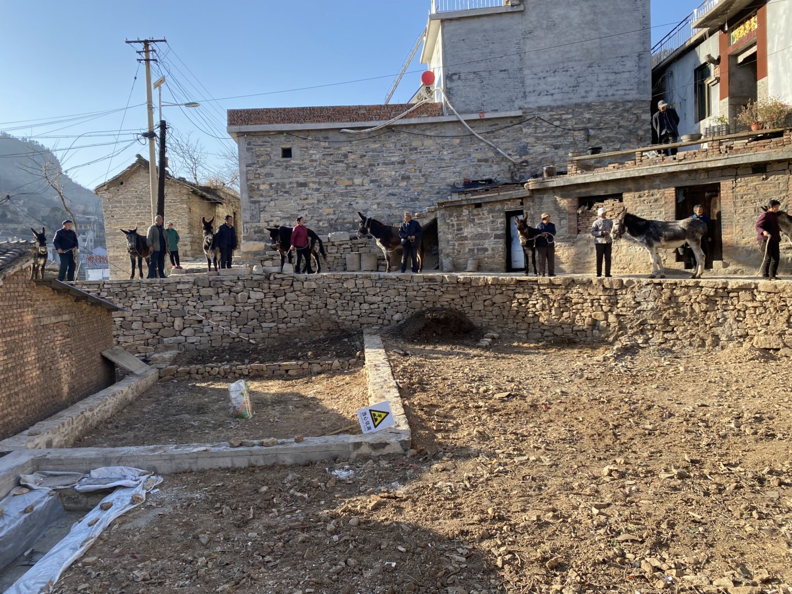 毛驢村毛驢集體亮相（記者顧大鵬攝）