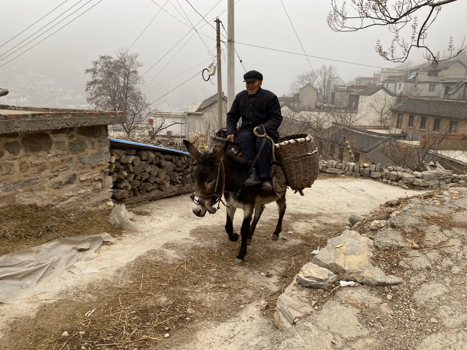 胖驢兒爺爺騎着毛驢兒拾驢糞(記者顧大鵬攝)