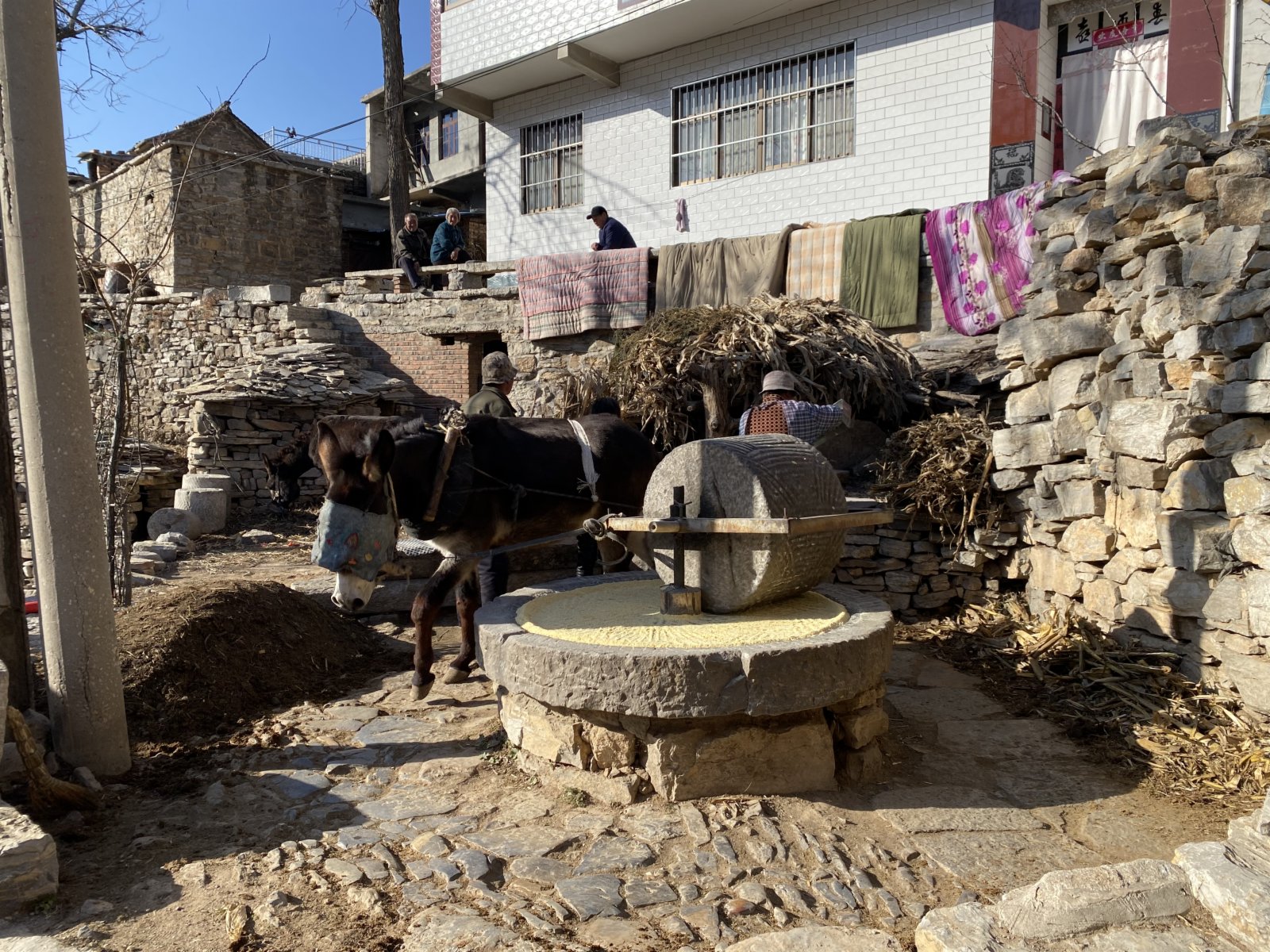 胖驢兒(王虎林)合作社的小米仍然沿用傳統古法加工(記者顧大鵬攝)