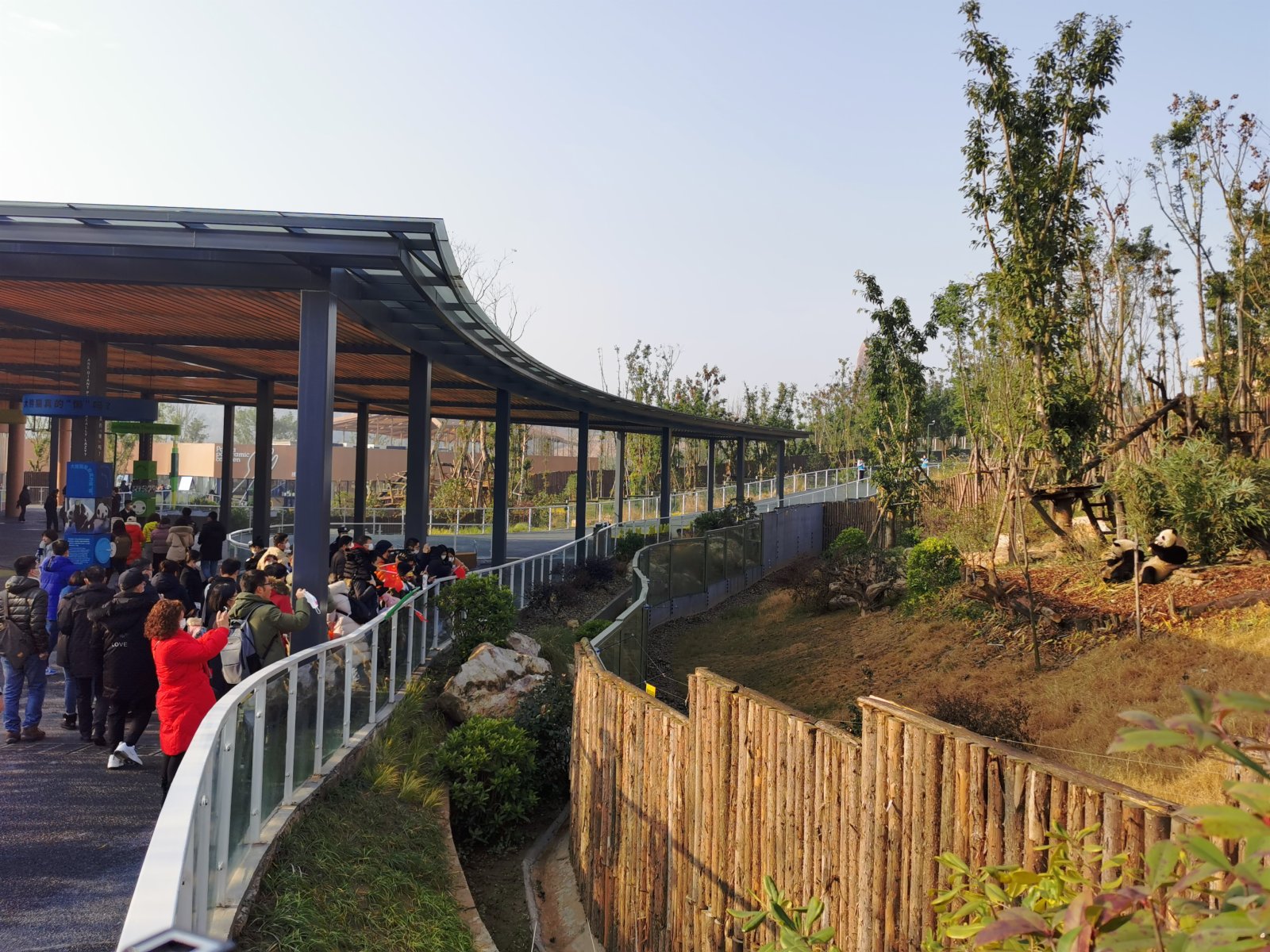 遊客和熊貓「面對面」。(向芸攝)