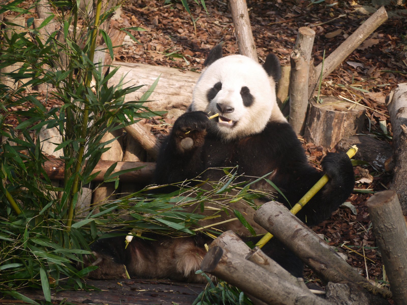入住的43隻熊貓已適應新家。(向芸攝)