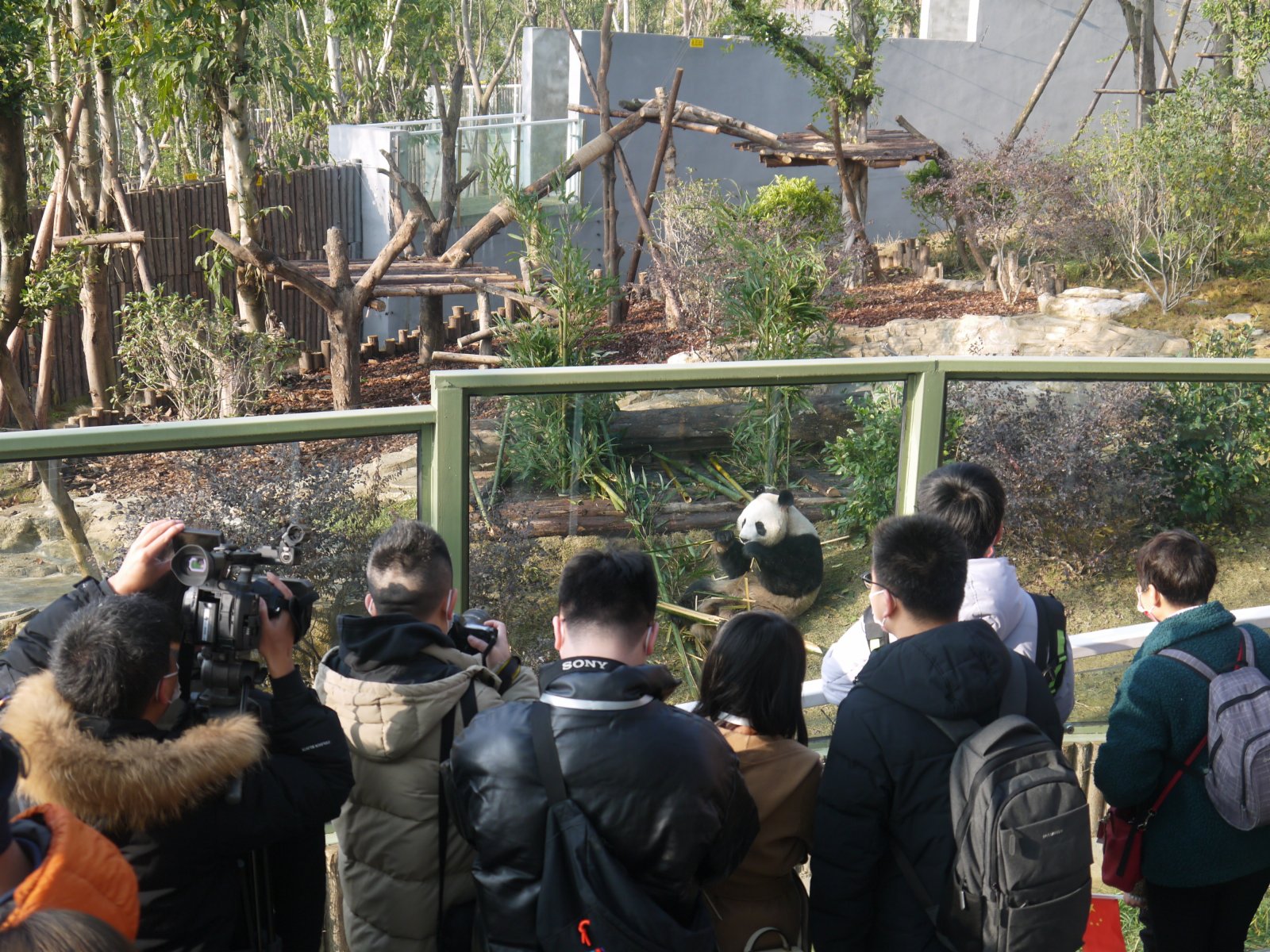 遊客和熊貓隔着玻璃窗「親密見面」。(向芸攝)