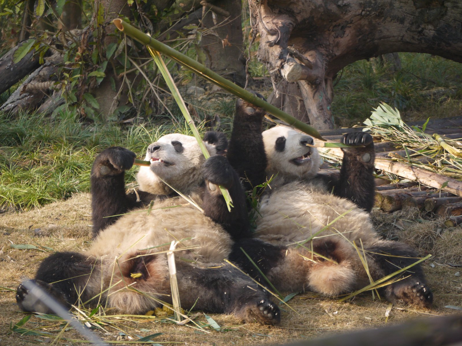 熊貓在新家愜意地吃着竹子。(向芸攝)