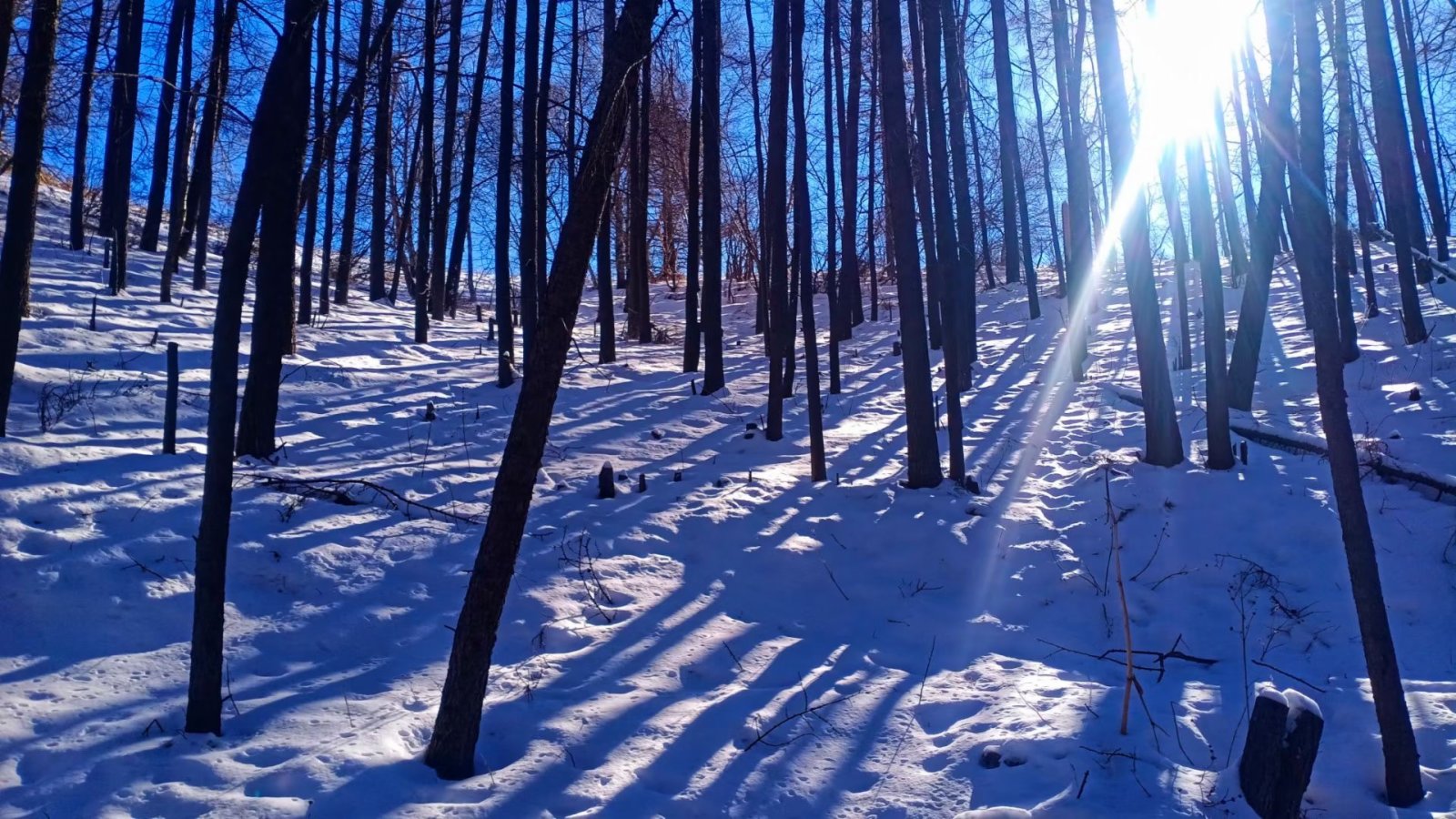冬天的驼梁林荫道，别样风景。