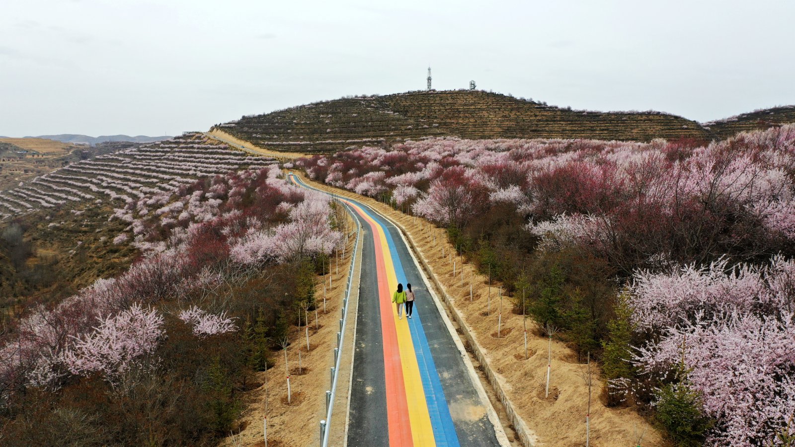 山花與彩虹路。（王尚勇摄）