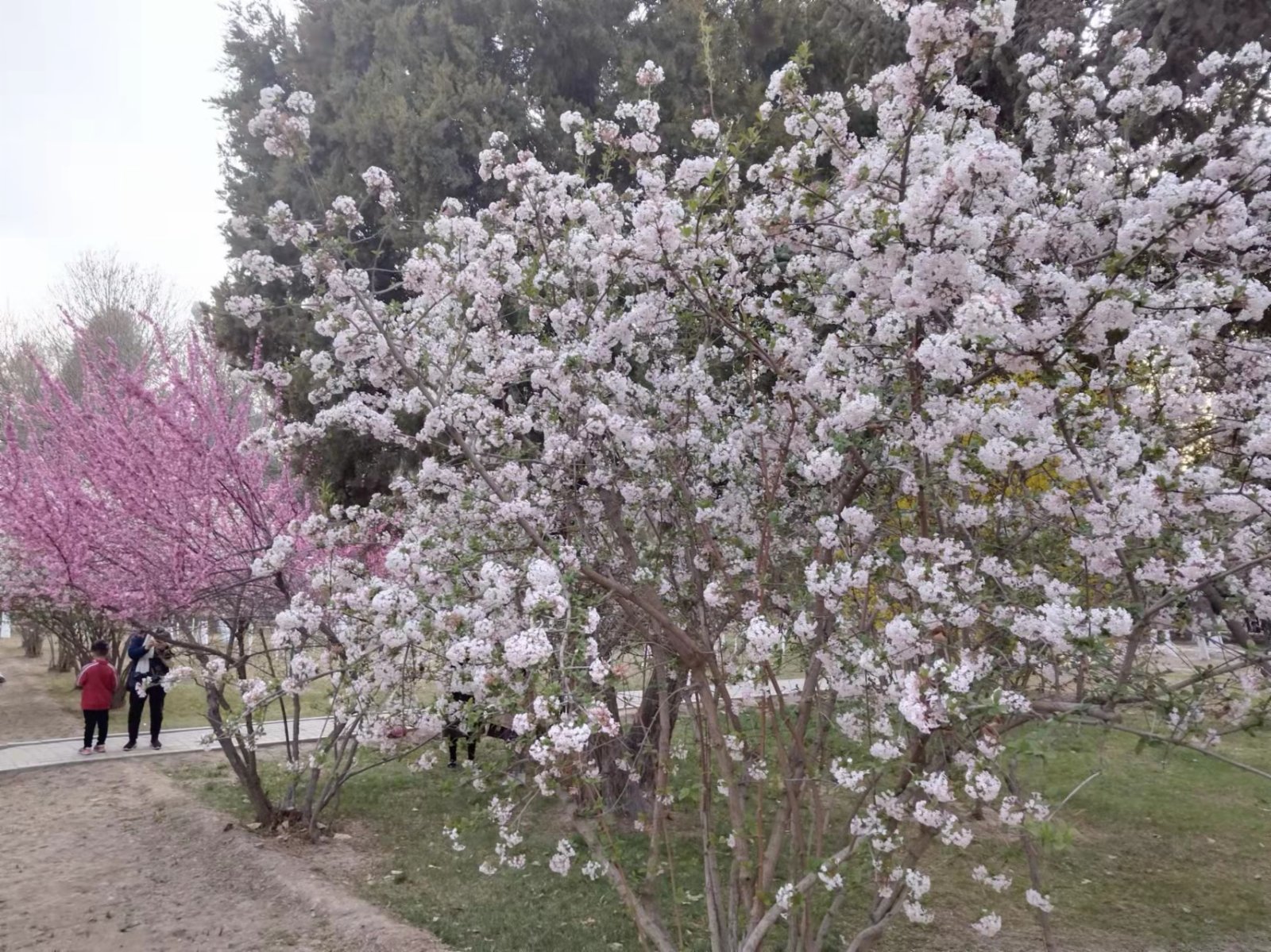 山花竞相开放。（王尚勇摄）