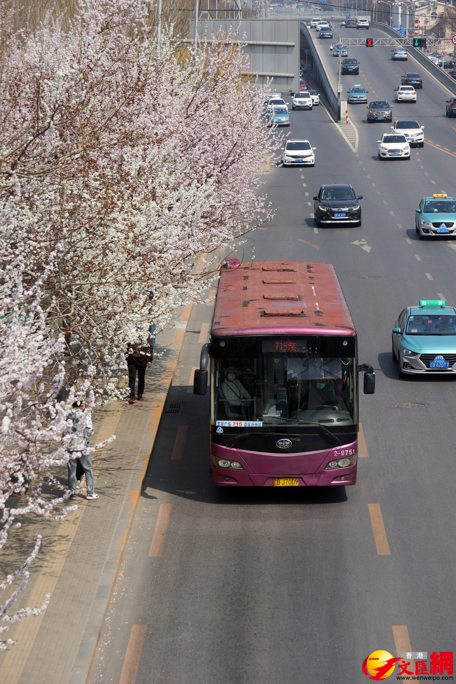 在被譽為大連「最美公交車站」的黃河橋站，桃花、杏花競相開放，吸引大批市民趁清明假期前往拍照「打卡」。（記者宋偉 攝）