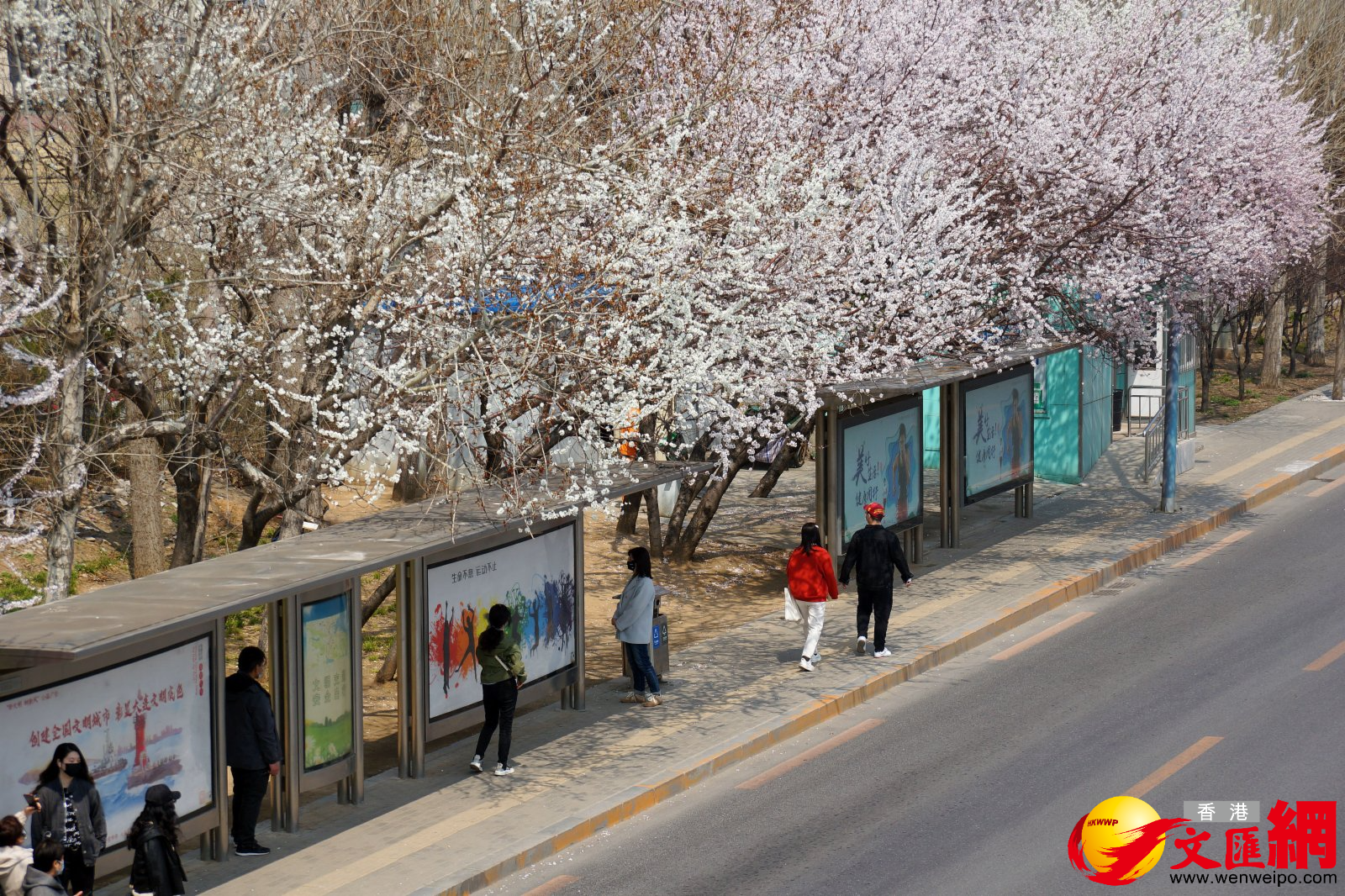 在被譽為大連「最美公交車站」的黃河橋站，桃花、杏花競相開放，吸引大批市民趁清明假期前往拍照「打卡」。（記者宋偉 攝）