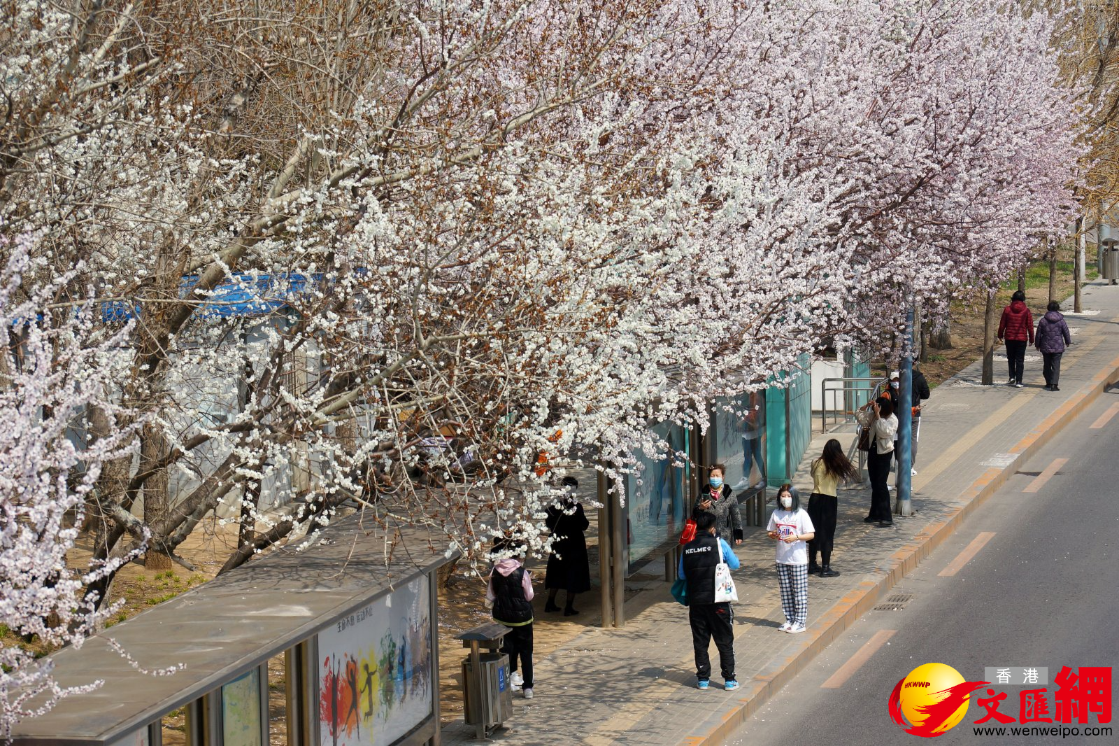 在被譽為大連「最美公交車站」的黃河橋站，桃花、杏花競相開放，吸引大批市民趁清明假期前往拍照「打卡」。（記者宋偉 攝）