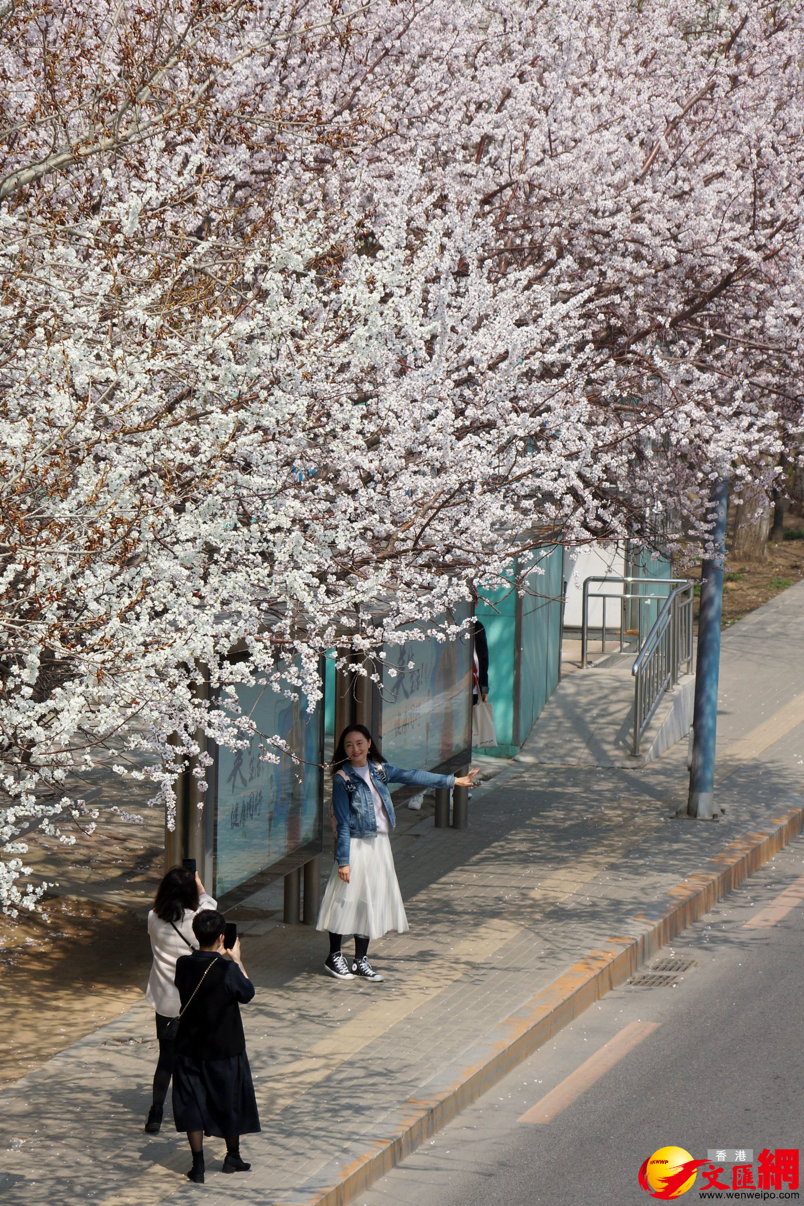 在被譽為大連「最美公交車站」的黃河橋站，桃花、杏花競相開放，吸引大批市民趁清明假期前往拍照「打卡」。（記者宋偉 攝）