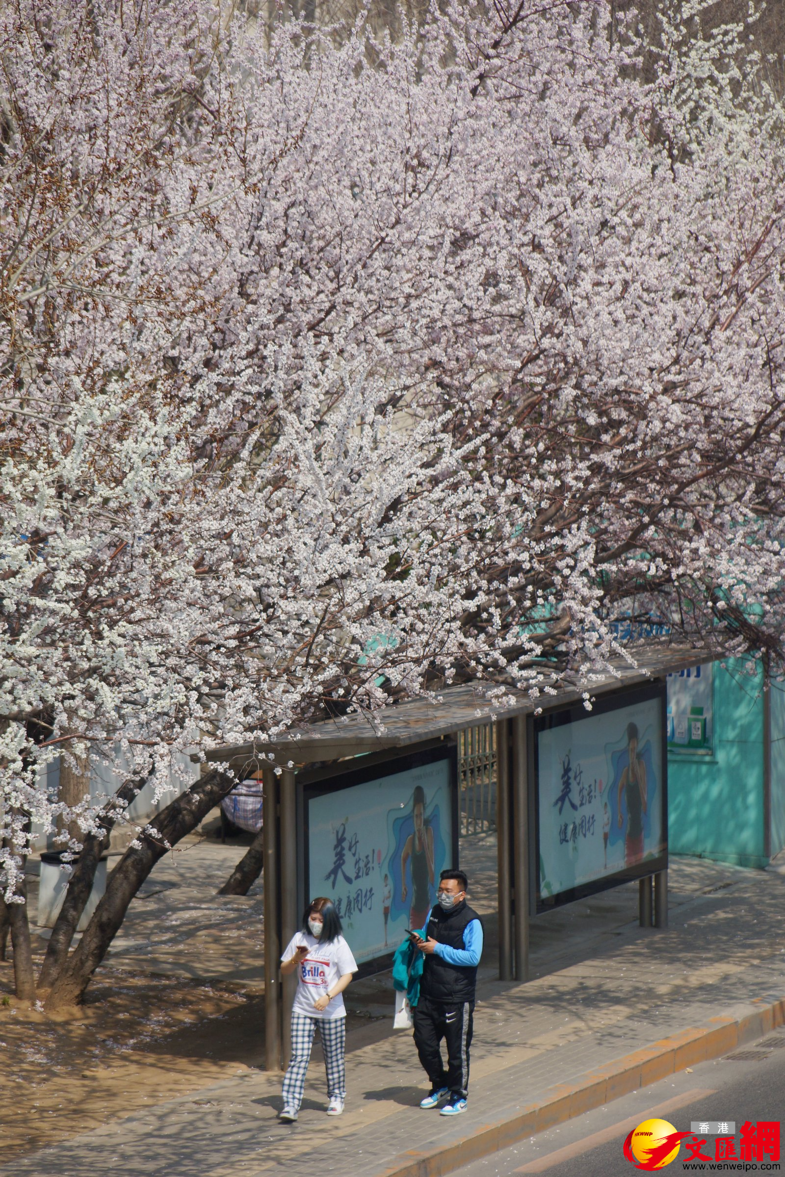 在被譽為大連「最美公交車站」的黃河橋站，桃花、杏花競相開放，吸引大批市民趁清明假期前往拍照「打卡」。（記者宋偉 攝）