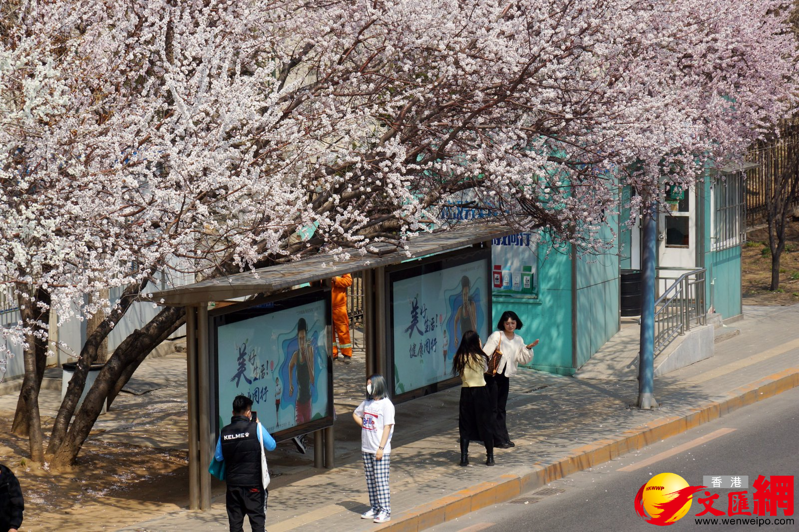 在被譽為大連「最美公交車站」的黃河橋站，桃花、杏花競相開放，吸引大批市民趁清明假期前往拍照「打卡」。（記者宋偉 攝）