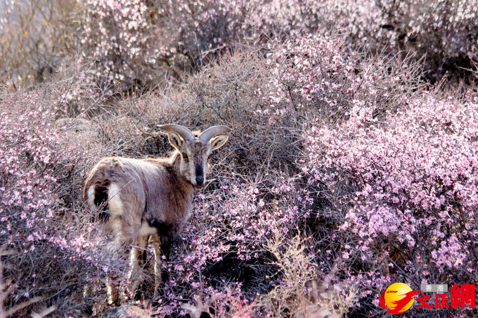岩羊凝望。（記者王尚勇攝）
