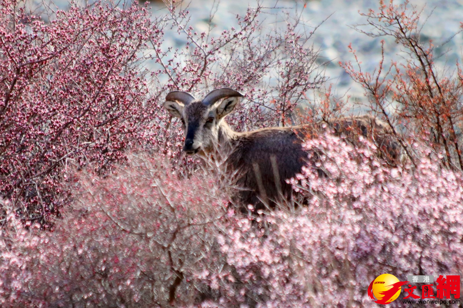   唯美邂逅。（記者王尚勇攝）