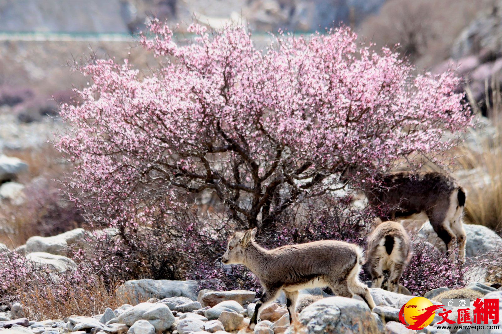 美麗邂逅。（記者王尚勇攝）