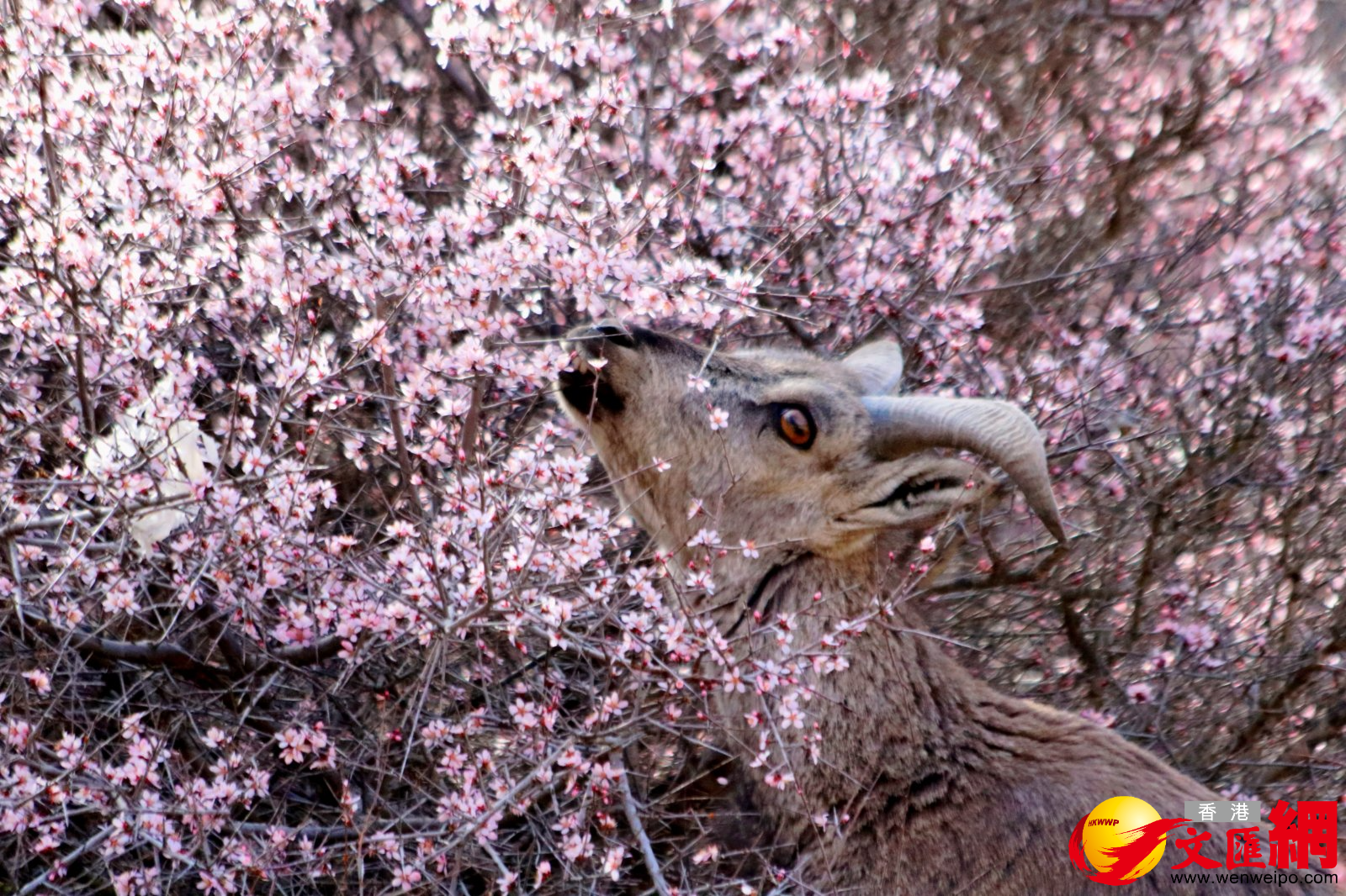 岩羊品嘗美食。（記者王尚勇攝）
