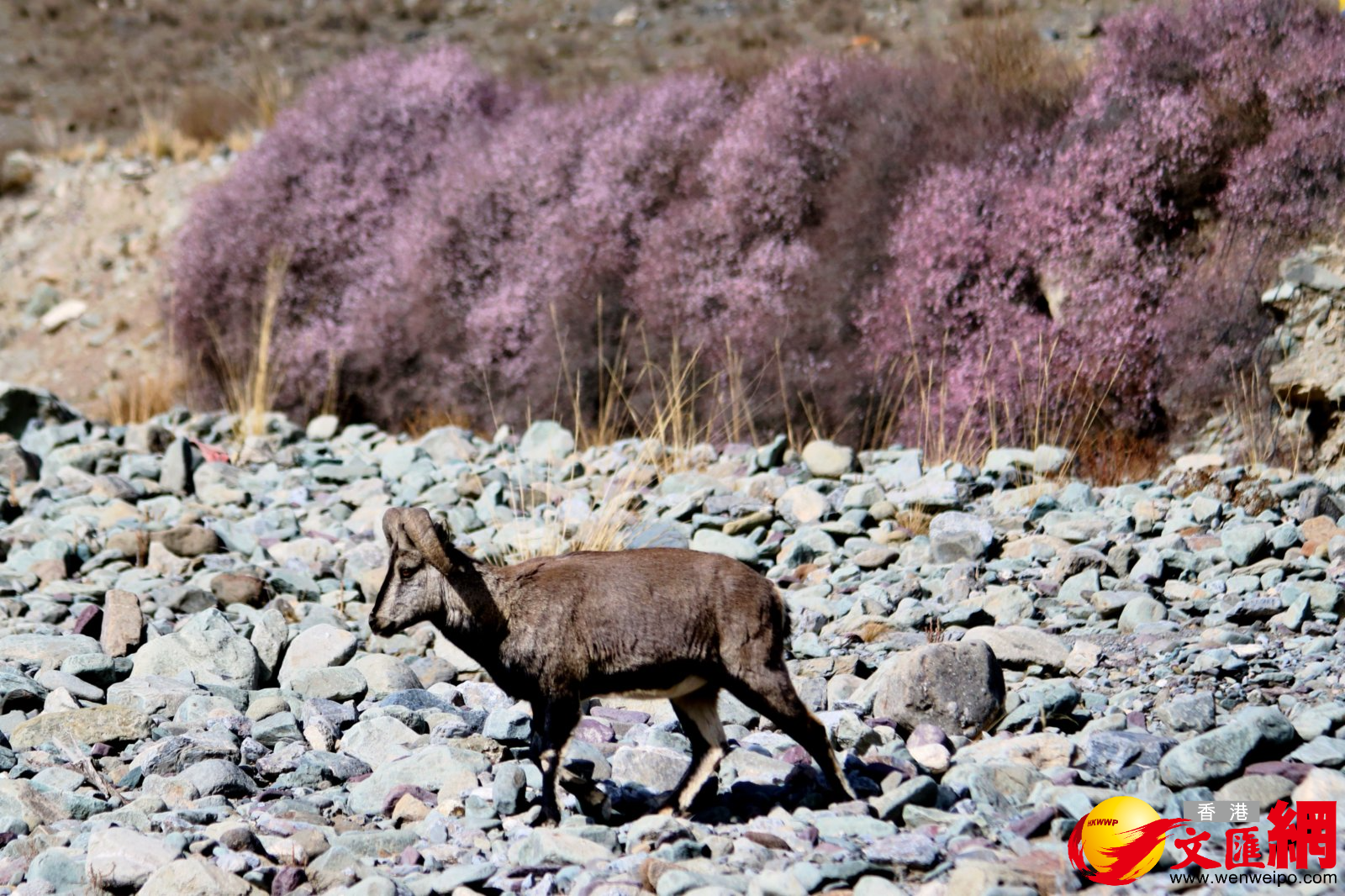 休閒岩羊。（記者王尚勇攝）