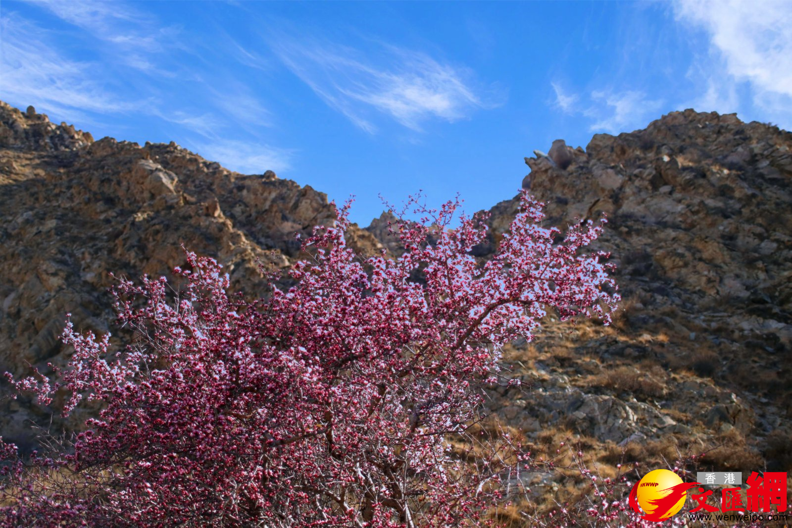 國家二級保護植物蒙古扁桃爭相綻放。（記者王尚勇攝）