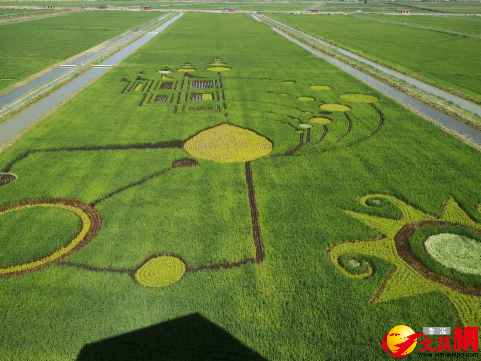 寧夏賀蘭縣稻漁空間鄉村生態觀光園內的「稻田畫」 （香港文匯網記者 王尚勇 攝）