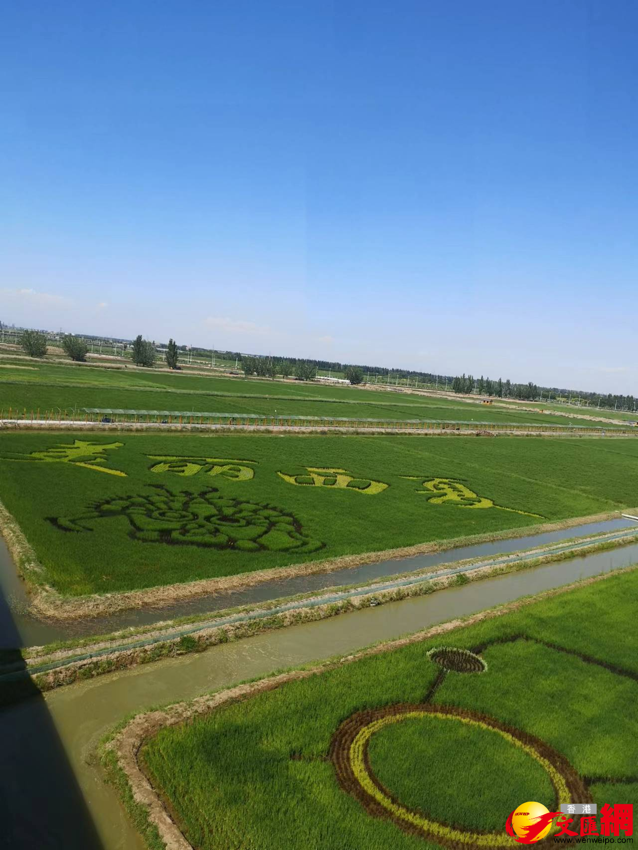 寧夏賀蘭縣稻漁空間鄉村生態觀光園內的「稻田畫」 （香港文匯網記者 王尚勇 攝）
