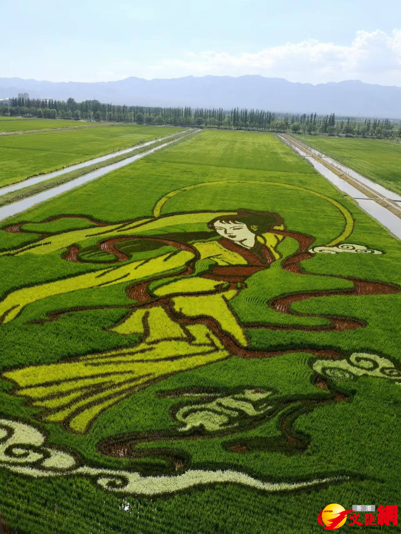 寧夏賀蘭縣稻漁空間鄉村生態觀光園內的「稻田畫」 （香港文匯網記者 王尚勇 攝）