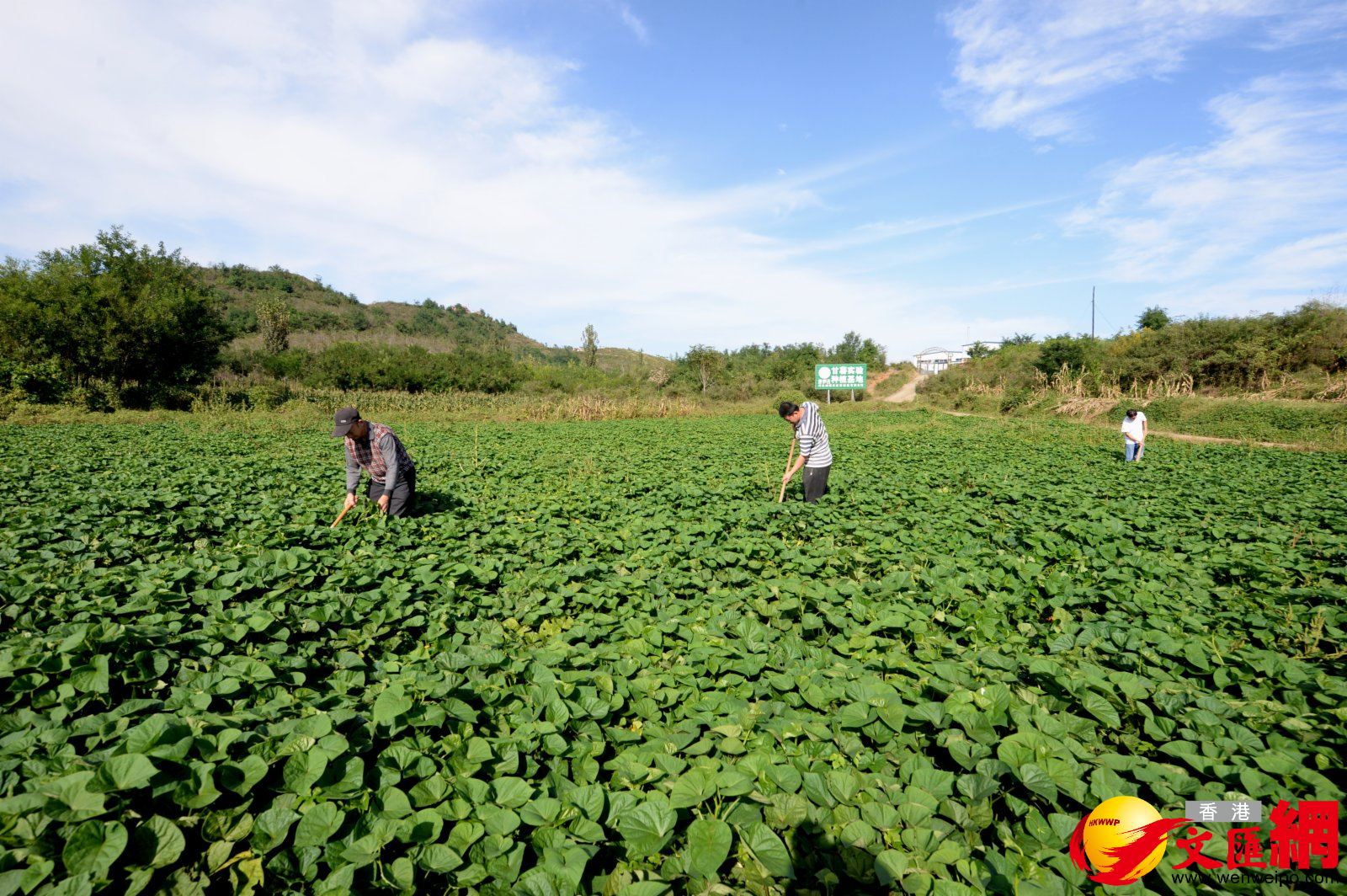河北瑞熠天澱粉製造有限公司的紅薯實驗基地。(香港文匯網記者顧大鵬 攝) 河北瑞熠天澱粉製造有限公司的紅薯實驗基地。(香港文匯網記者顧大鵬 攝)