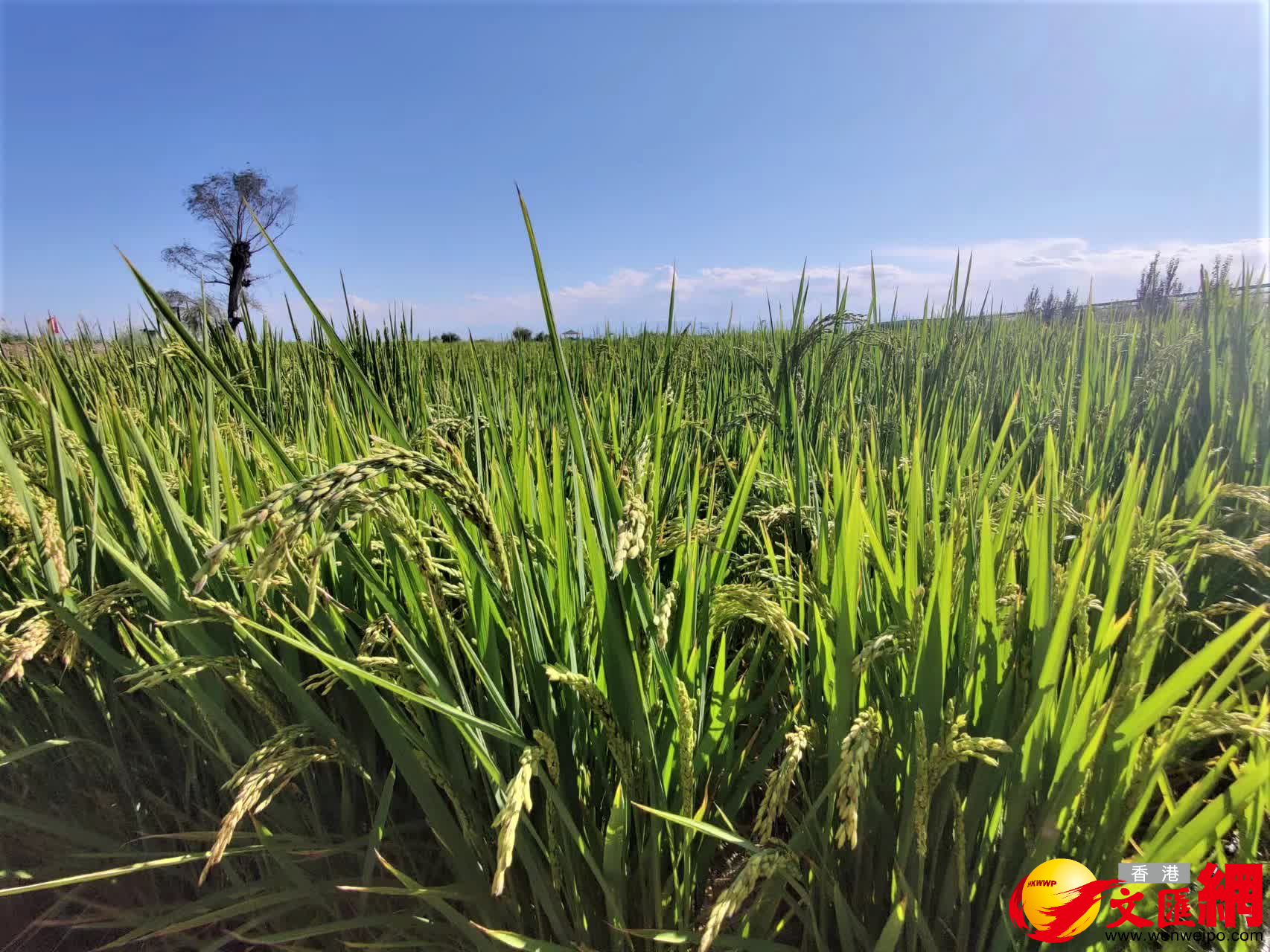當地水稻即將成熟。（記者郭濤攝）