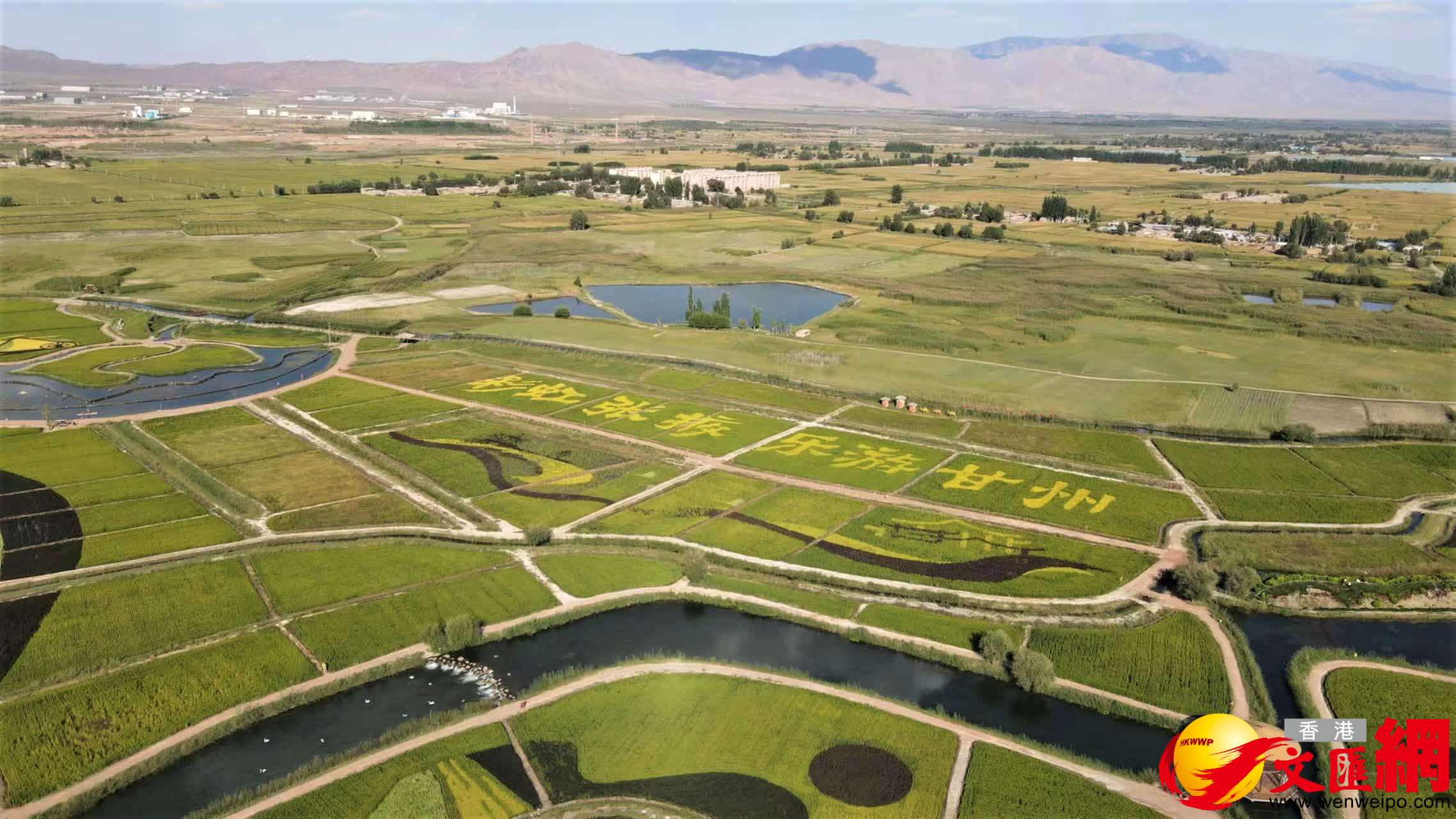 空中俯瞰稻田景觀畫。（記者郭濤攝）