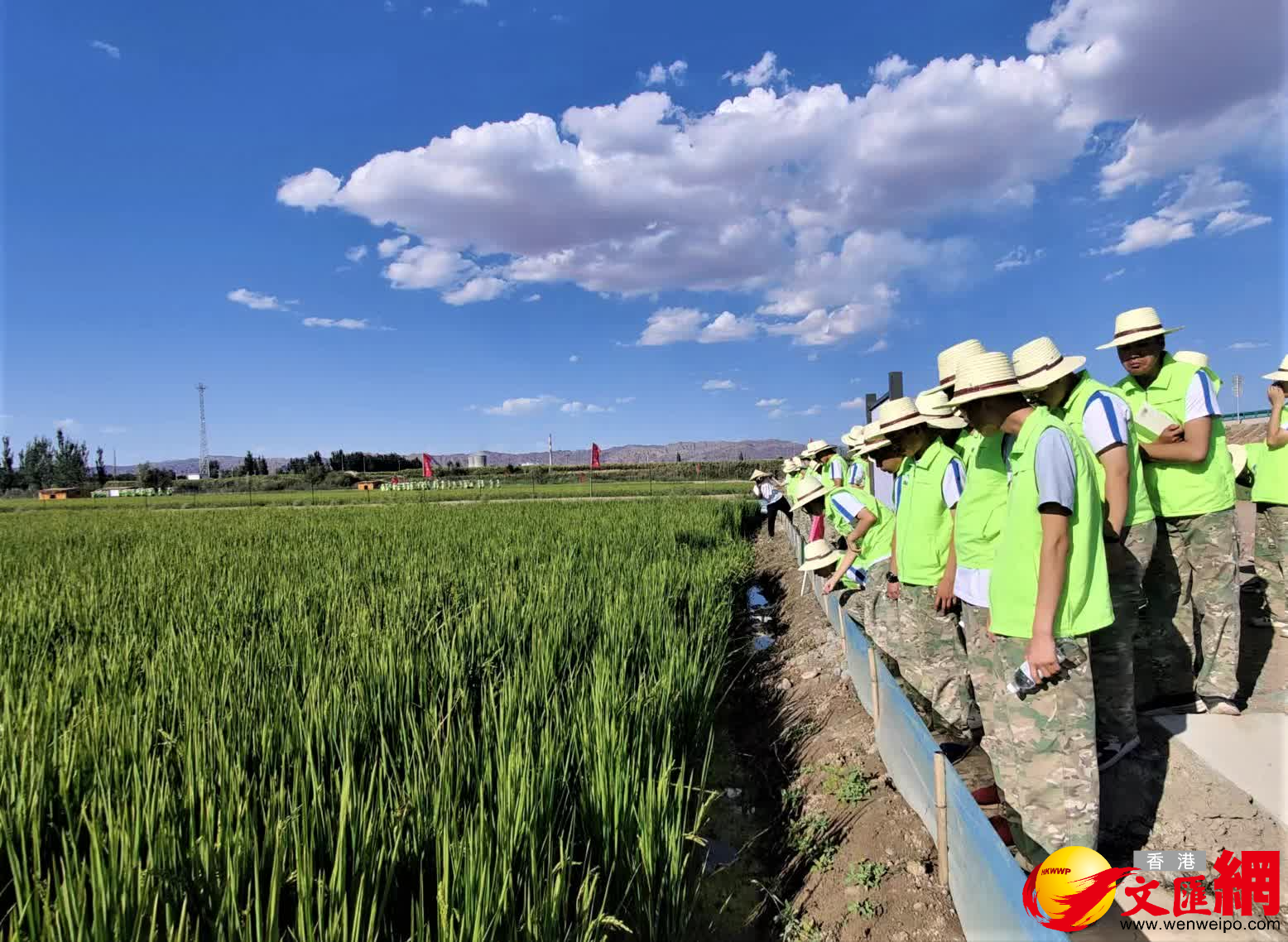 當地學生正研學「稻漁共生」模式。（記者郭濤攝）