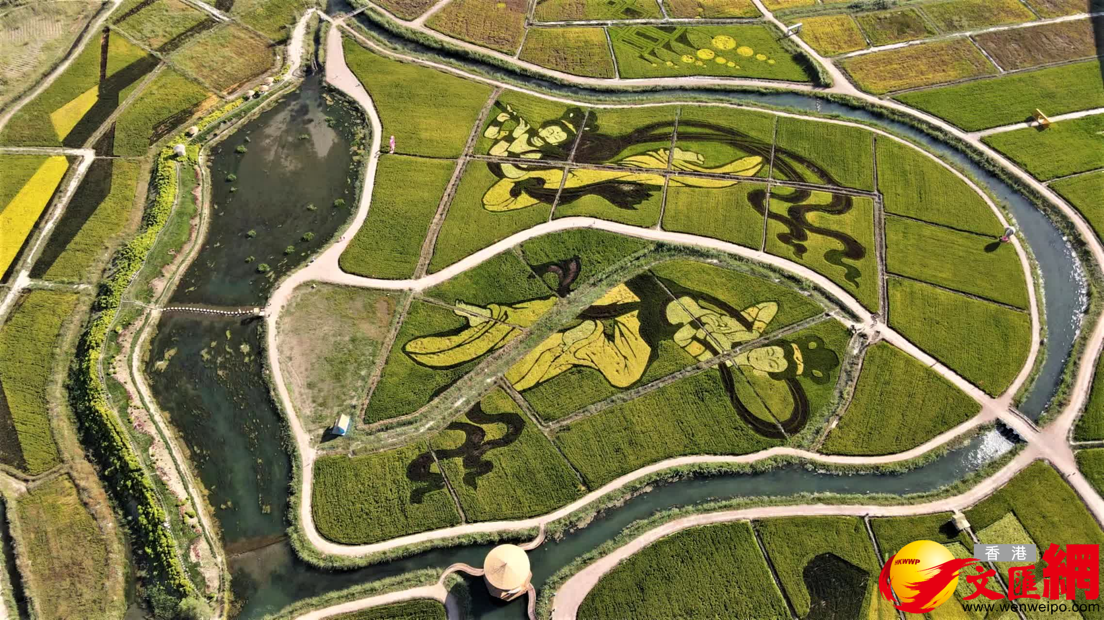 空中俯瞰稻田景觀畫。（記者郭濤攝）