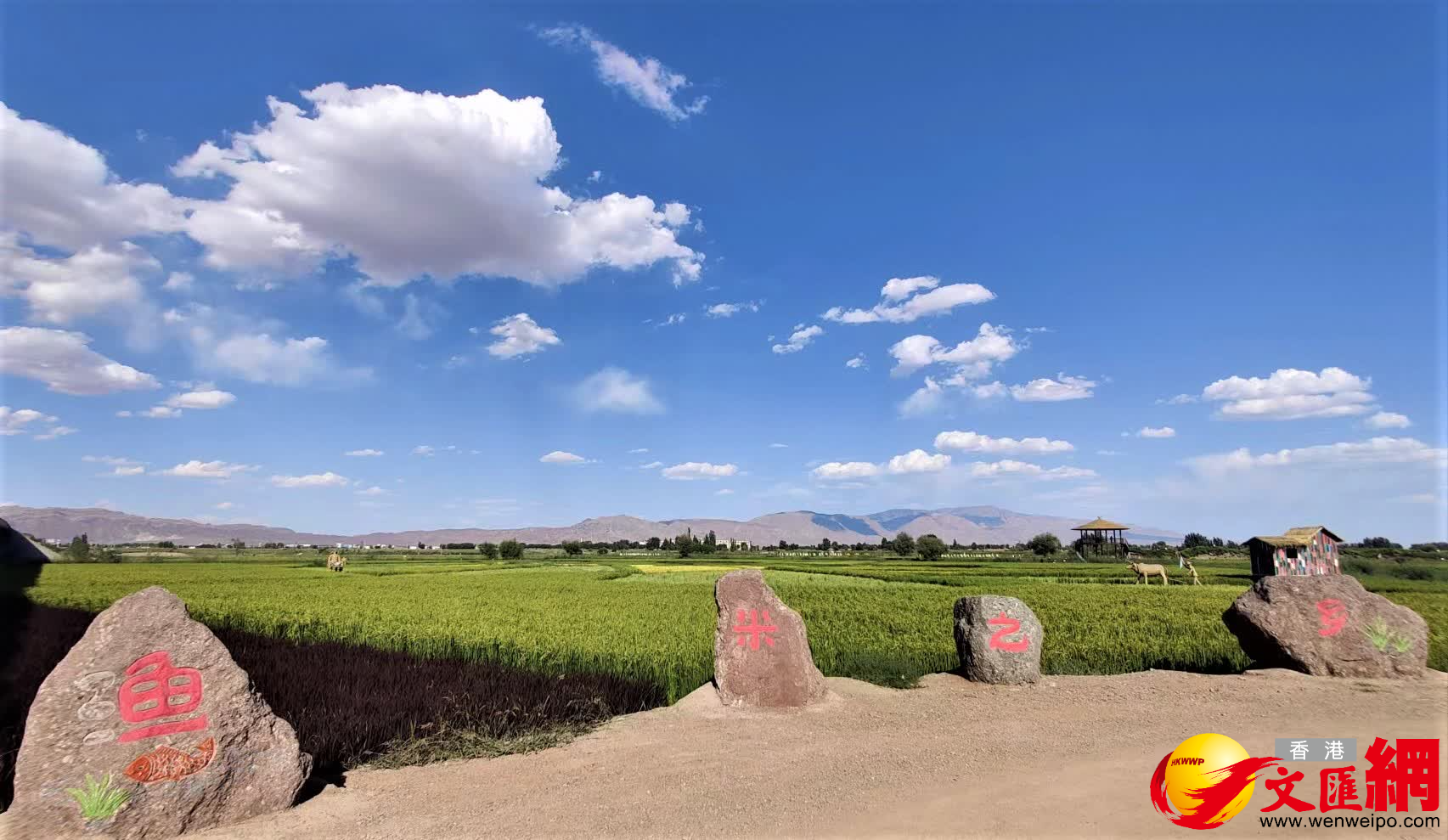西北內陸的「魚米之鄉」。（記者郭濤攝）
