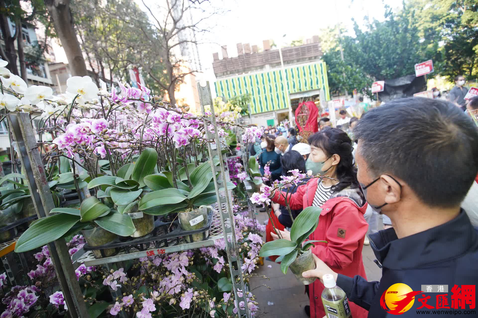 市民在挑選蝴蝶蘭，寓意新的一年鴻運當頭。（大公文匯全媒體記者 麥鈞傑 攝）
